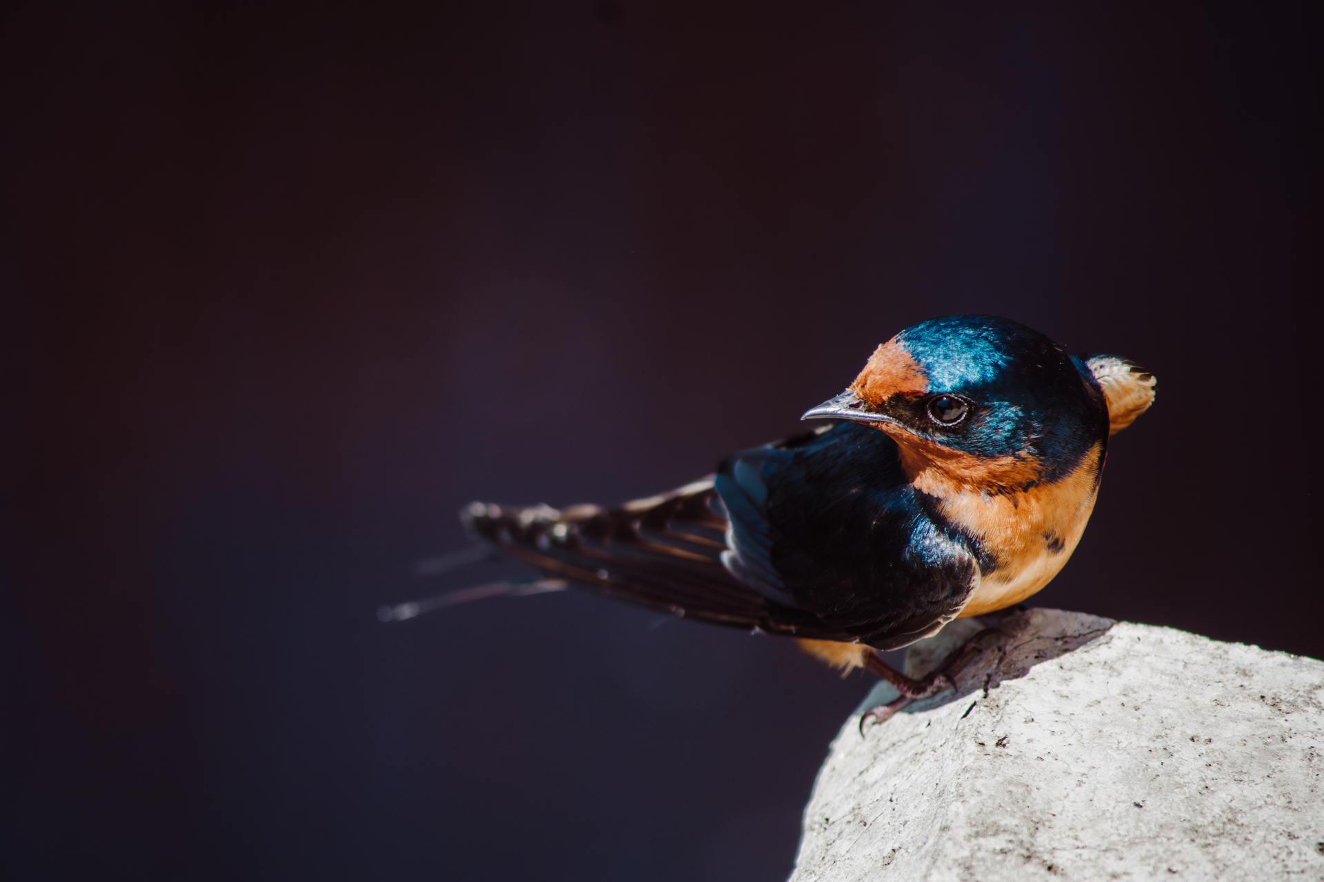 Barn Swallow