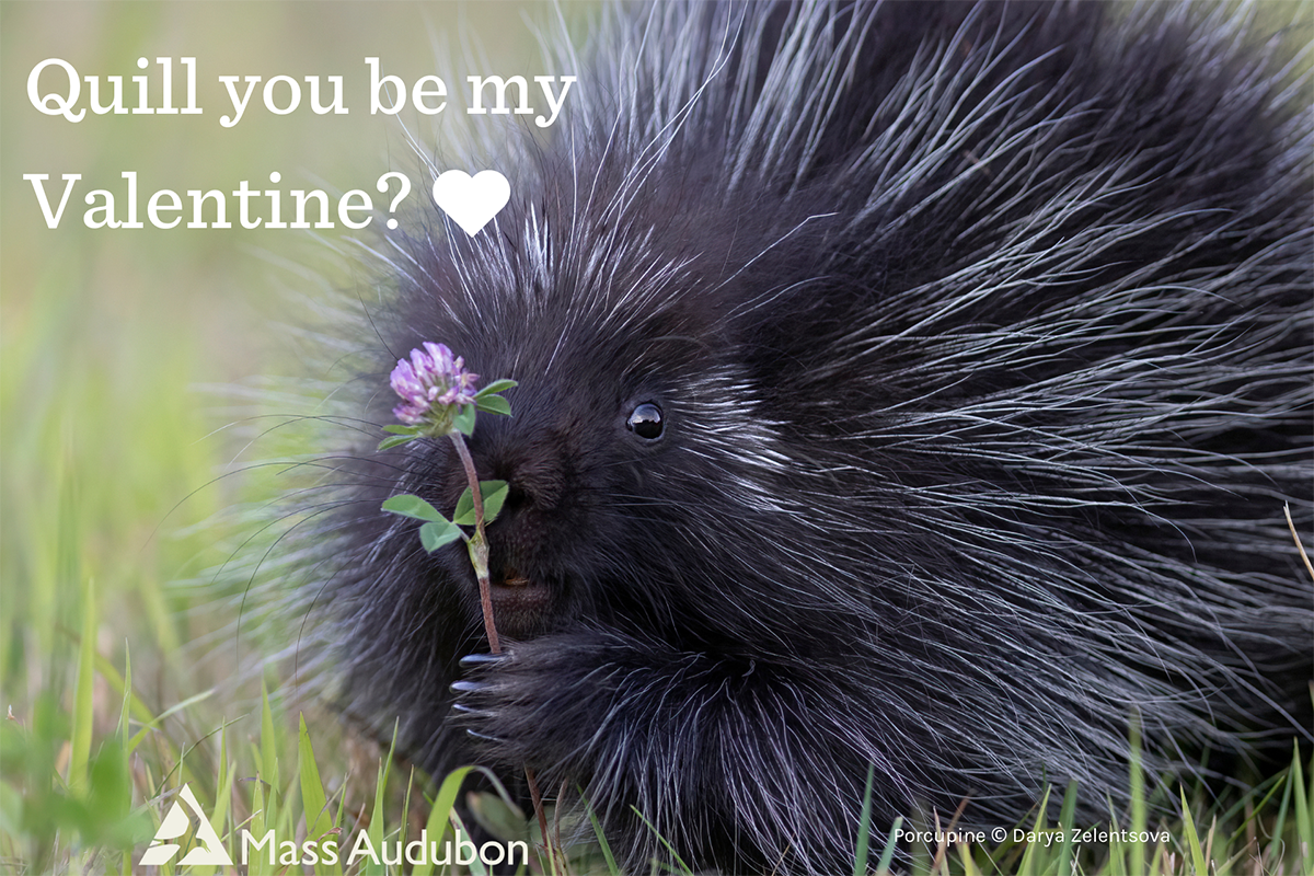 Porcupine holding a flower with words Quill you be my Valentine?