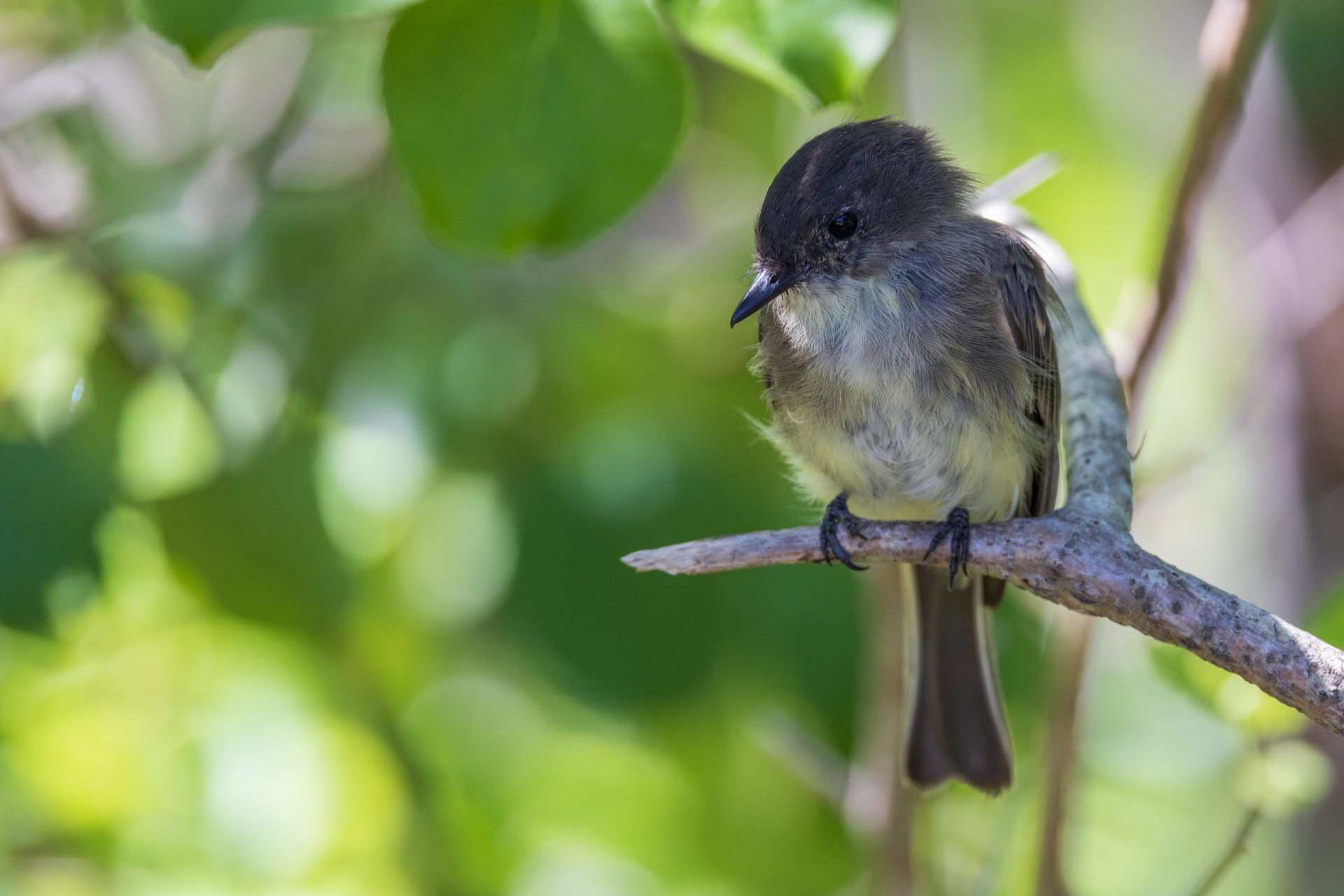 Eastern Phoebe perched on branch
