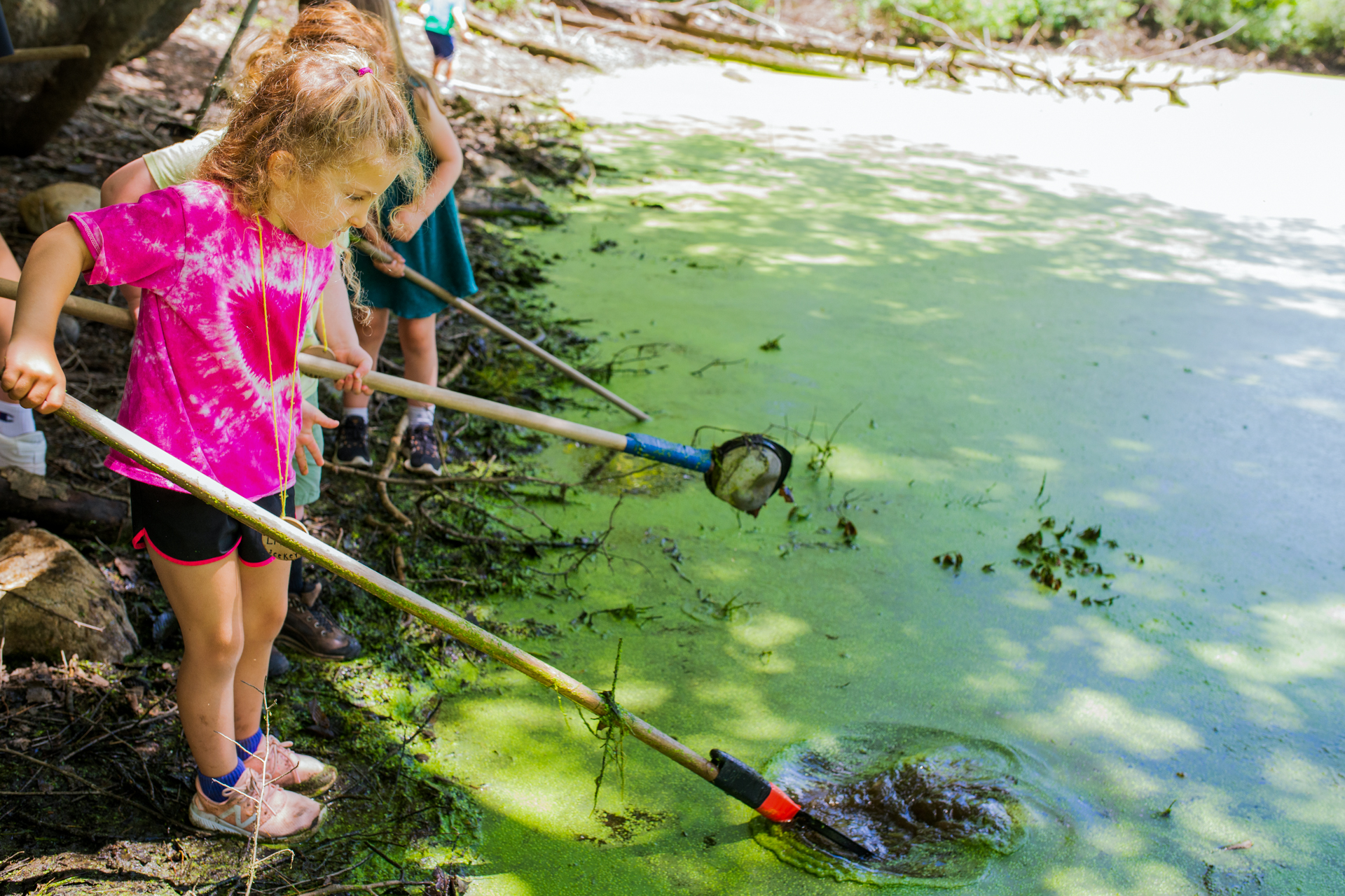 Drumlin Farm campers using long-handled dip nets to look for wildlife in a pond with a layer of green algae on top