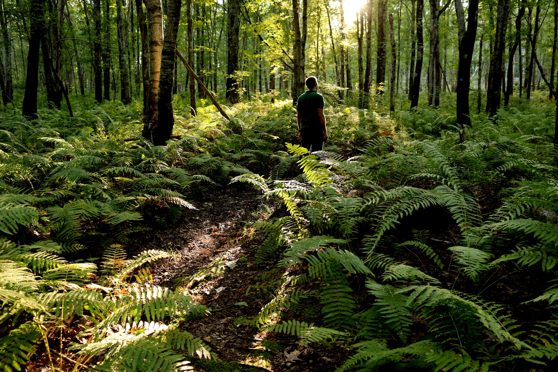 Fern covered trail with sunlight