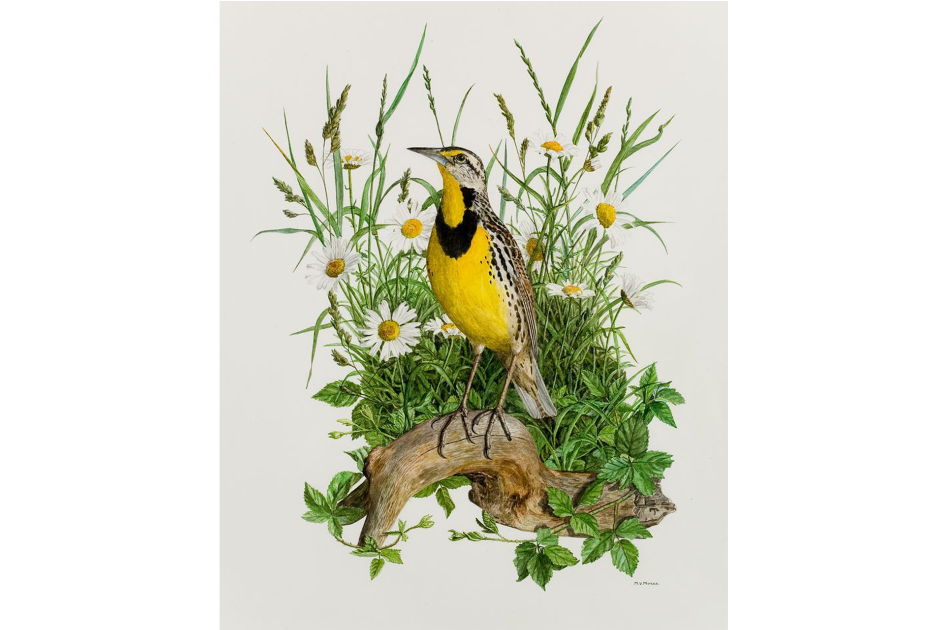 Eastern Meadowlark by Mildred V Morse