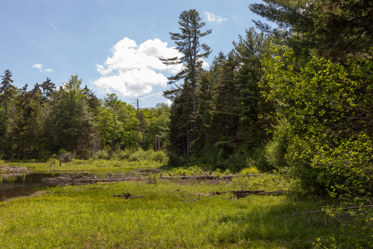 Green pine trees surround a marshy wetland.