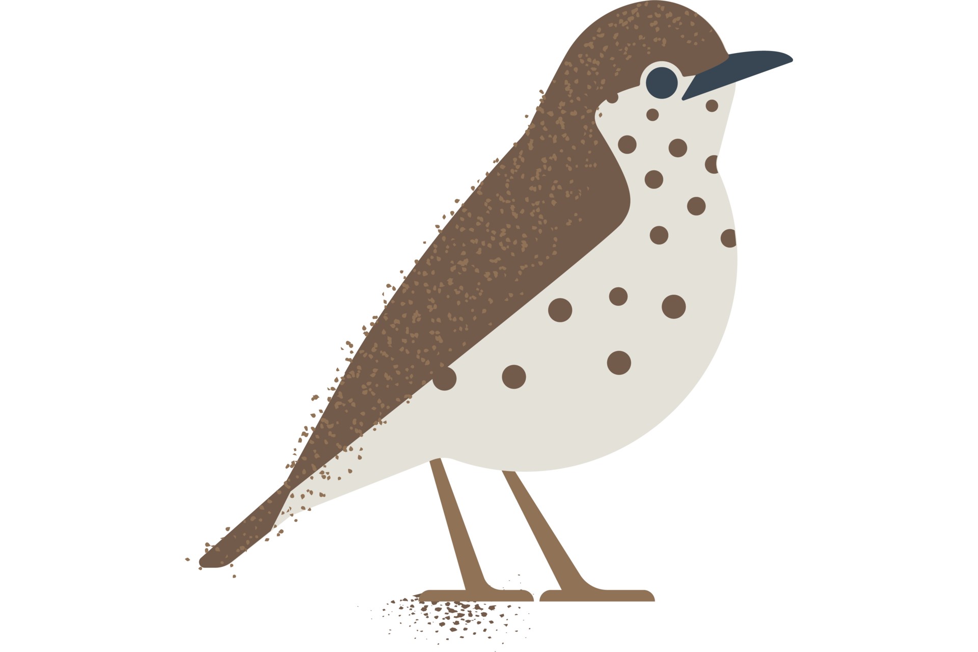 wood thrush graphic