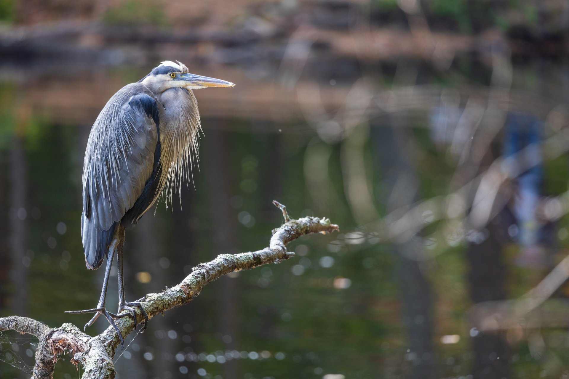 Great Blue Heron perched on branch