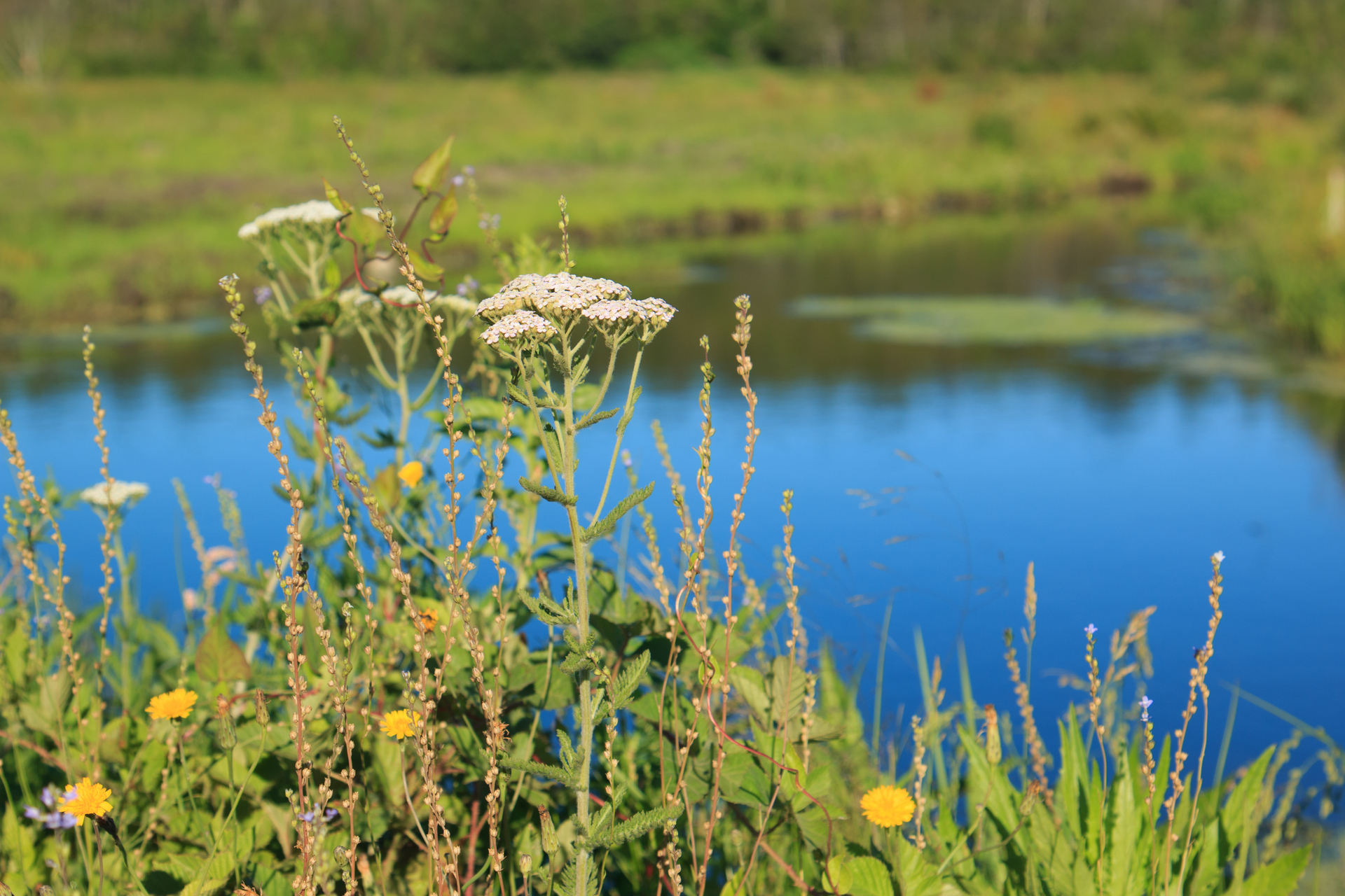 White flower clusters in front of a channel of water.