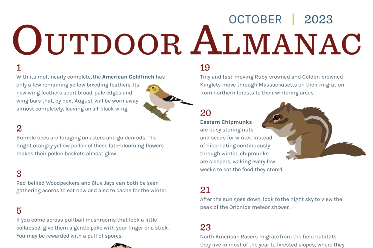 Preview of top of outdoor almanac sheet