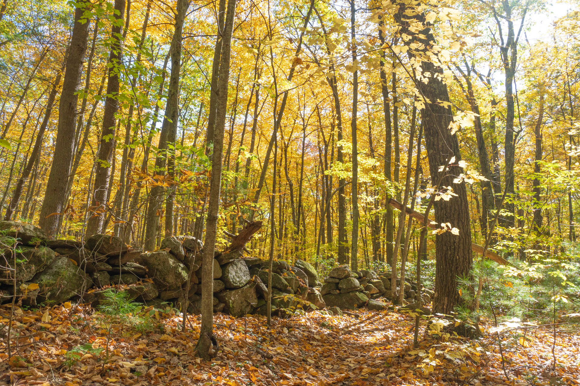 Rockwall in the middle of a forest in the fall, the ground is covered in orange and yellow fallen leaves.