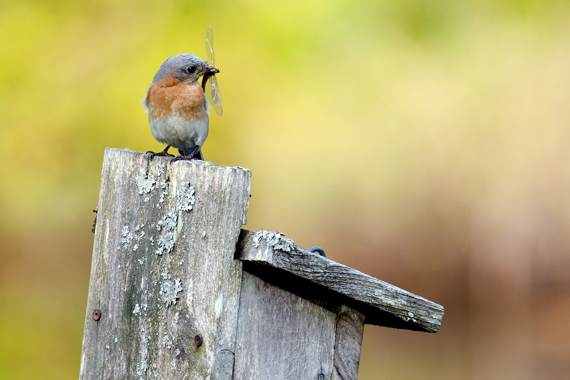 Eastern Bluebird on top of a wooden birdbox with a dragonfly in its beak.