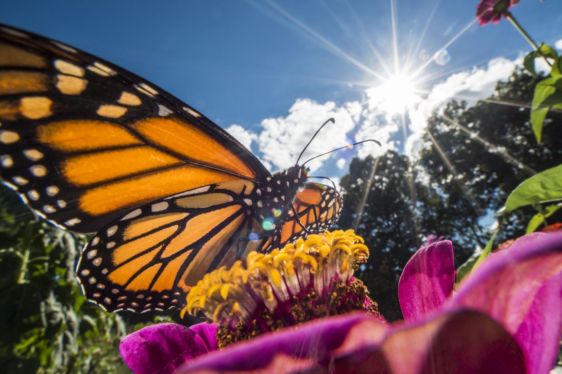 Monarch butterfly with sunbeam