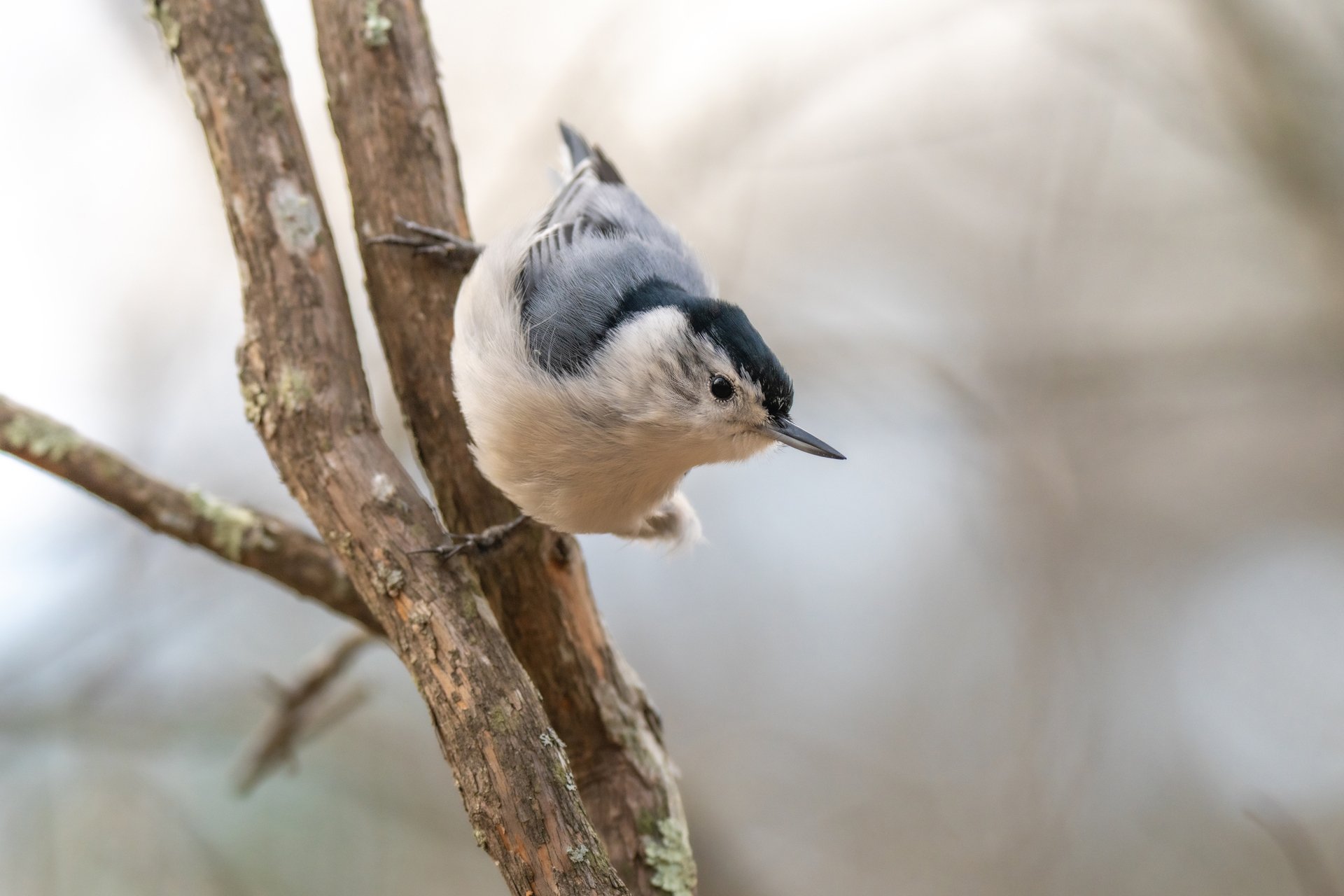 White-breasted Nuthatch holding on to branch