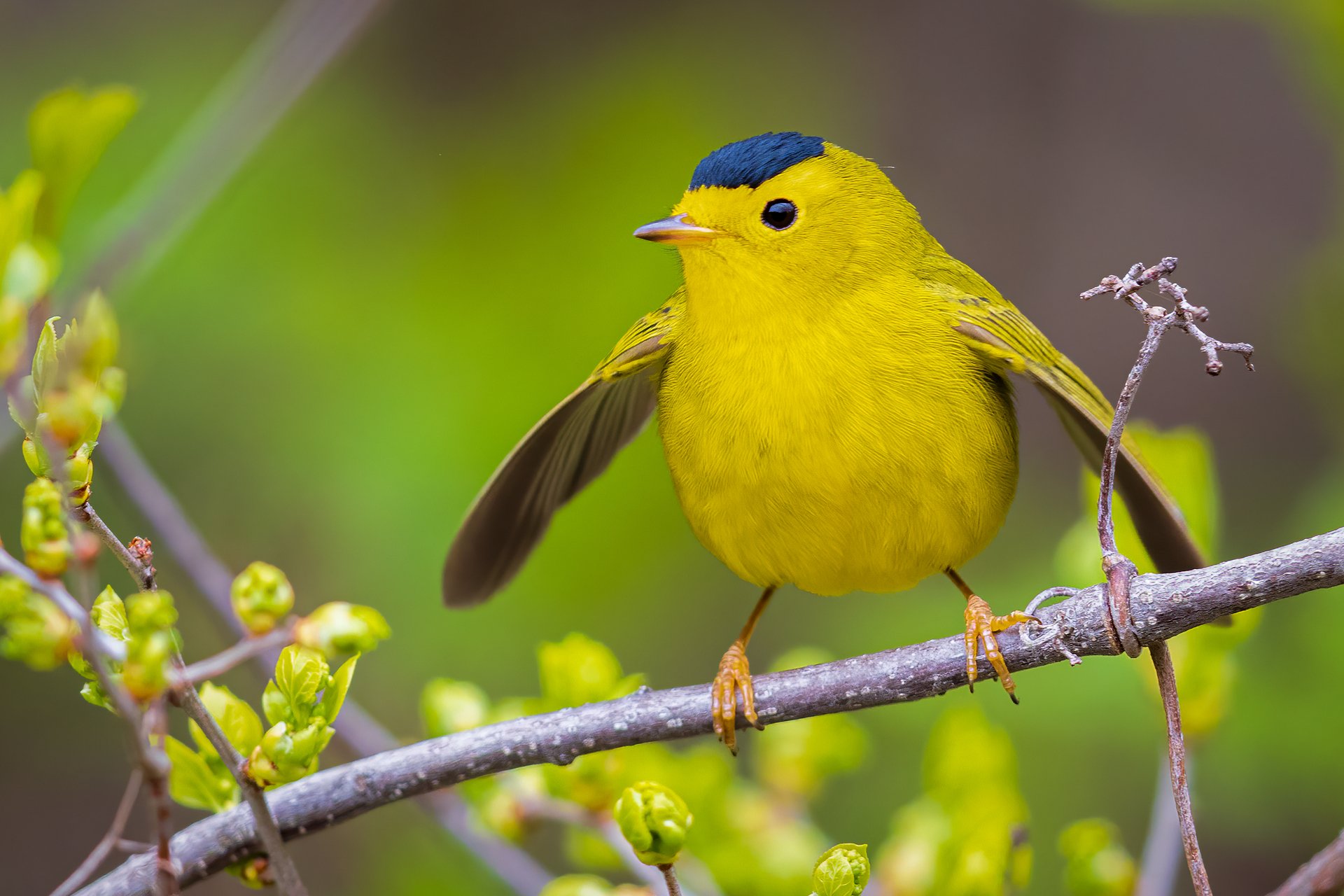 Bright yellow bird with black crown