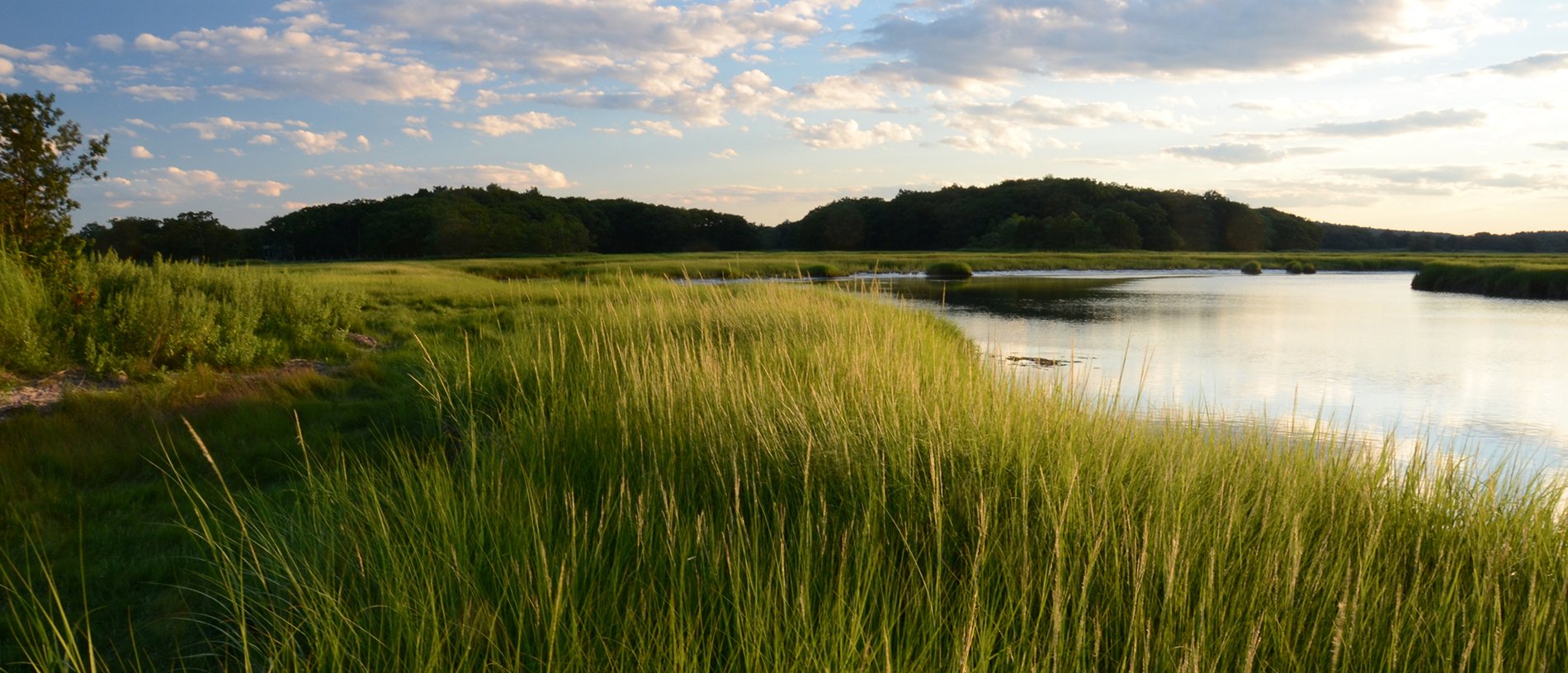 Salt marsh at Rough Meadows copyright Alan Ward