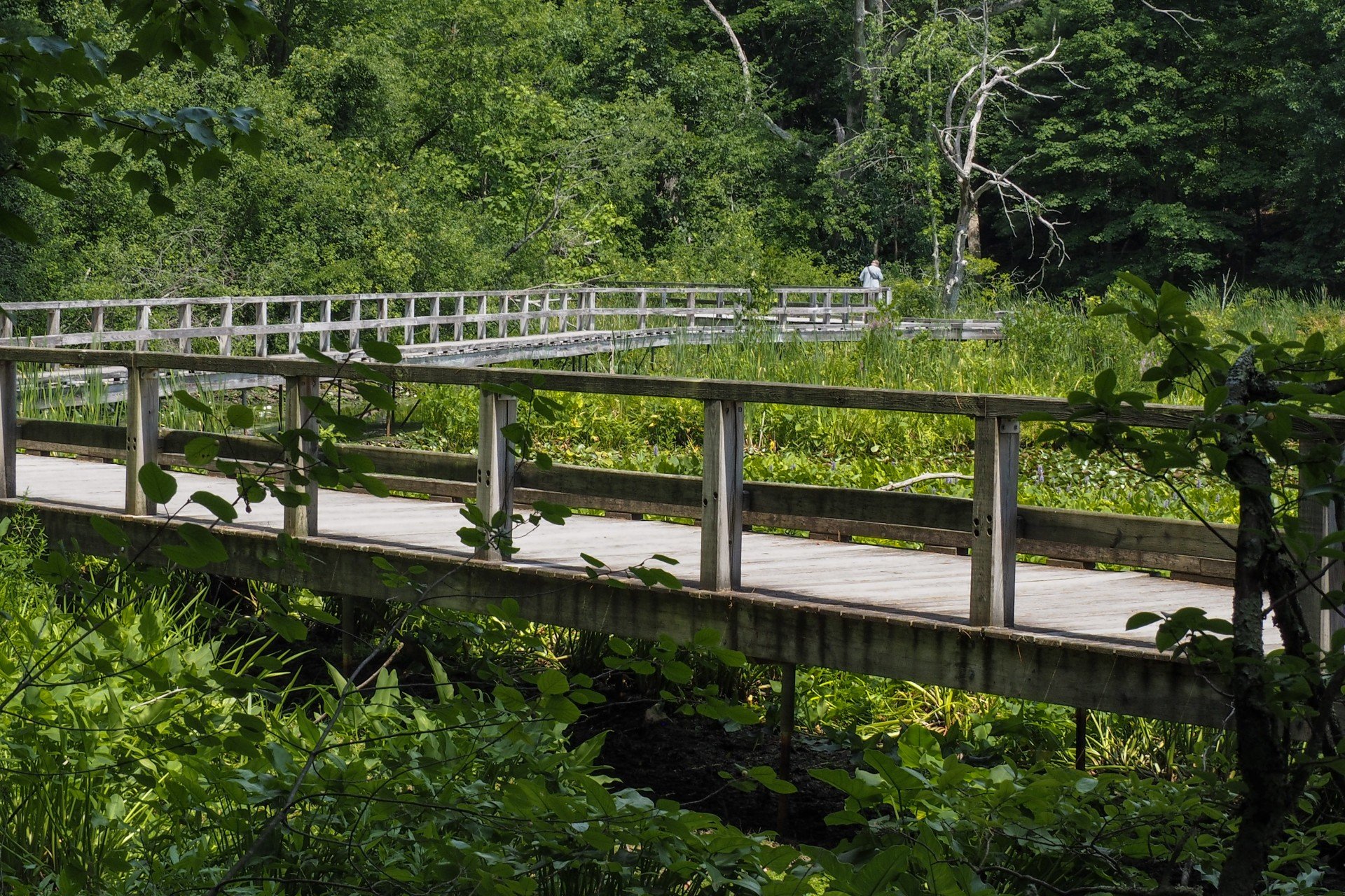 Broadmoor boardwalk over greenery