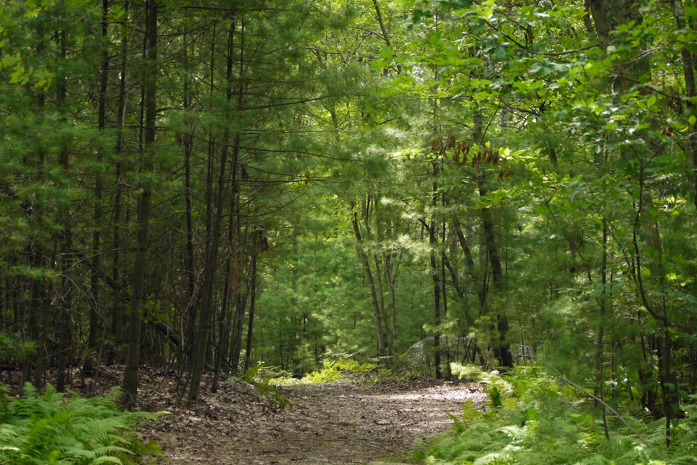 Wide trail through a green forest