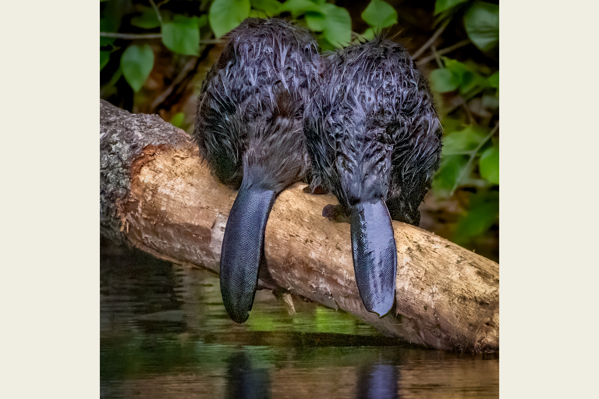 Photograph of two beavers sitting on a stripped log with their tails hanging down