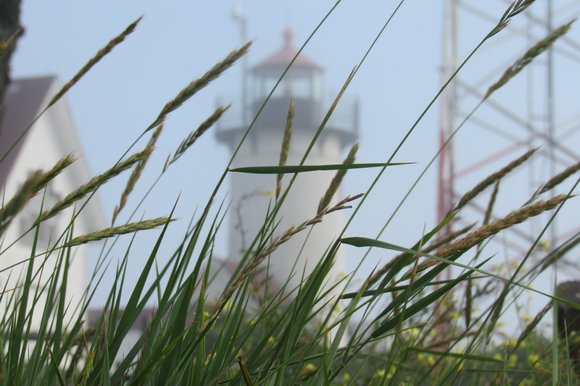 Long strands of green grass focused in the forefront, with a white lighthouse out of focus in the background.