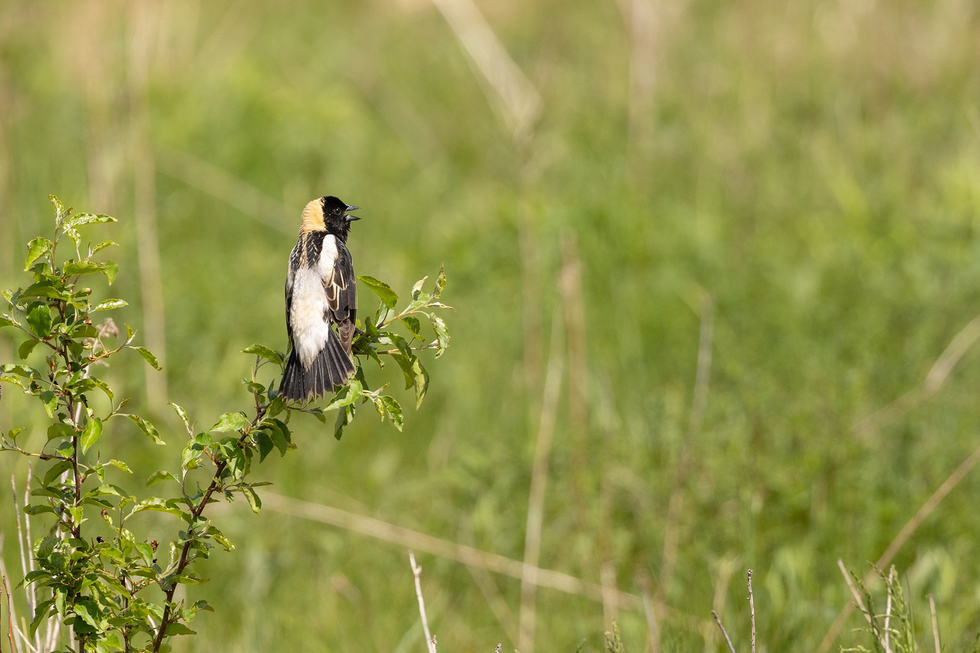 Bobolink perched on a small plant amid tall grass