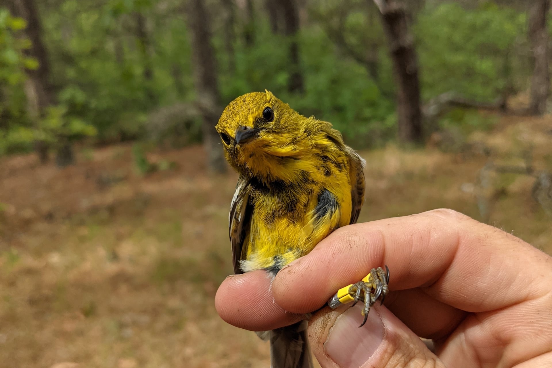 Rizzy the Pine Warbler getting her band inspected