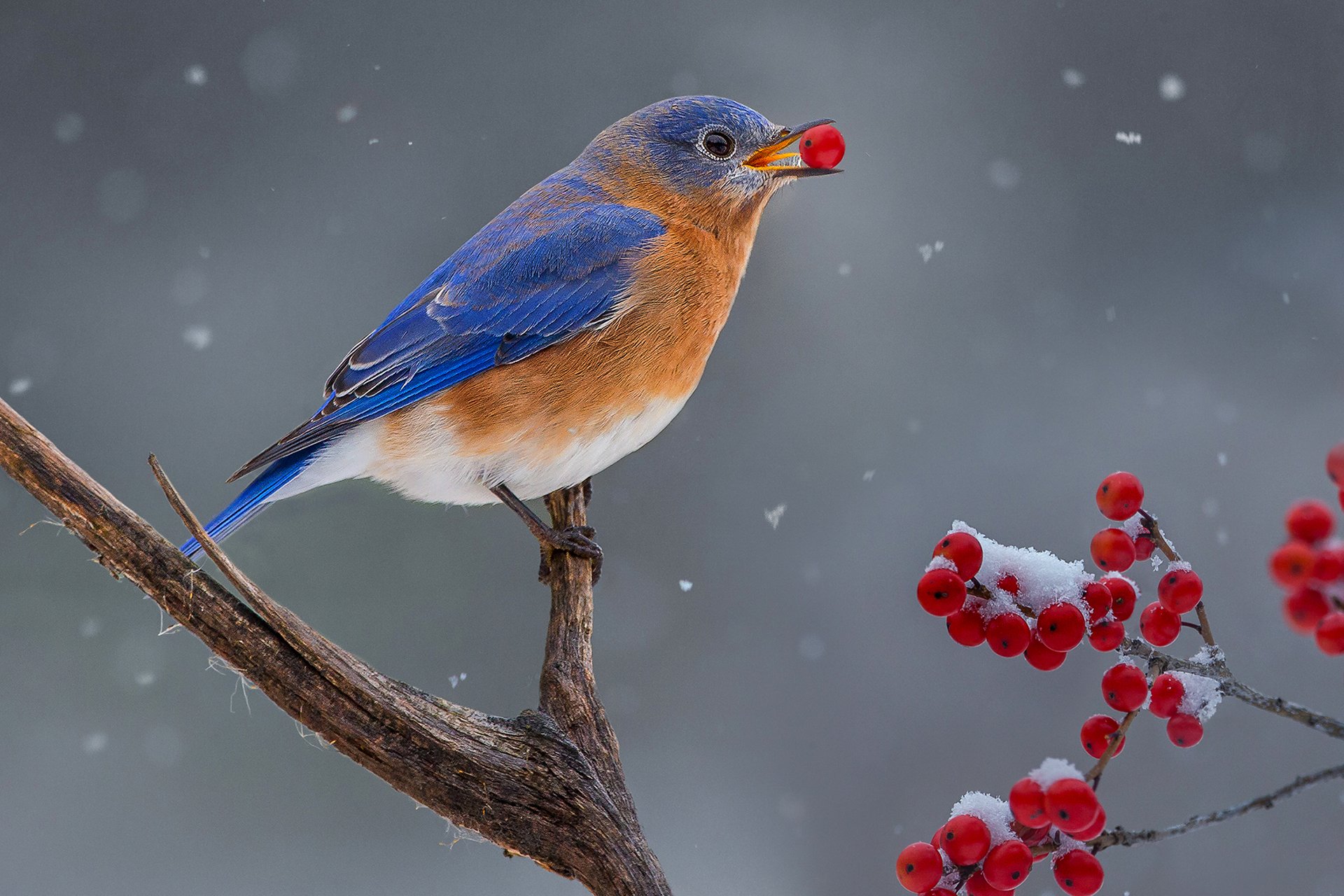 Eastern Bluebird on a branch with a red berry in its mouth, snow falling in background.