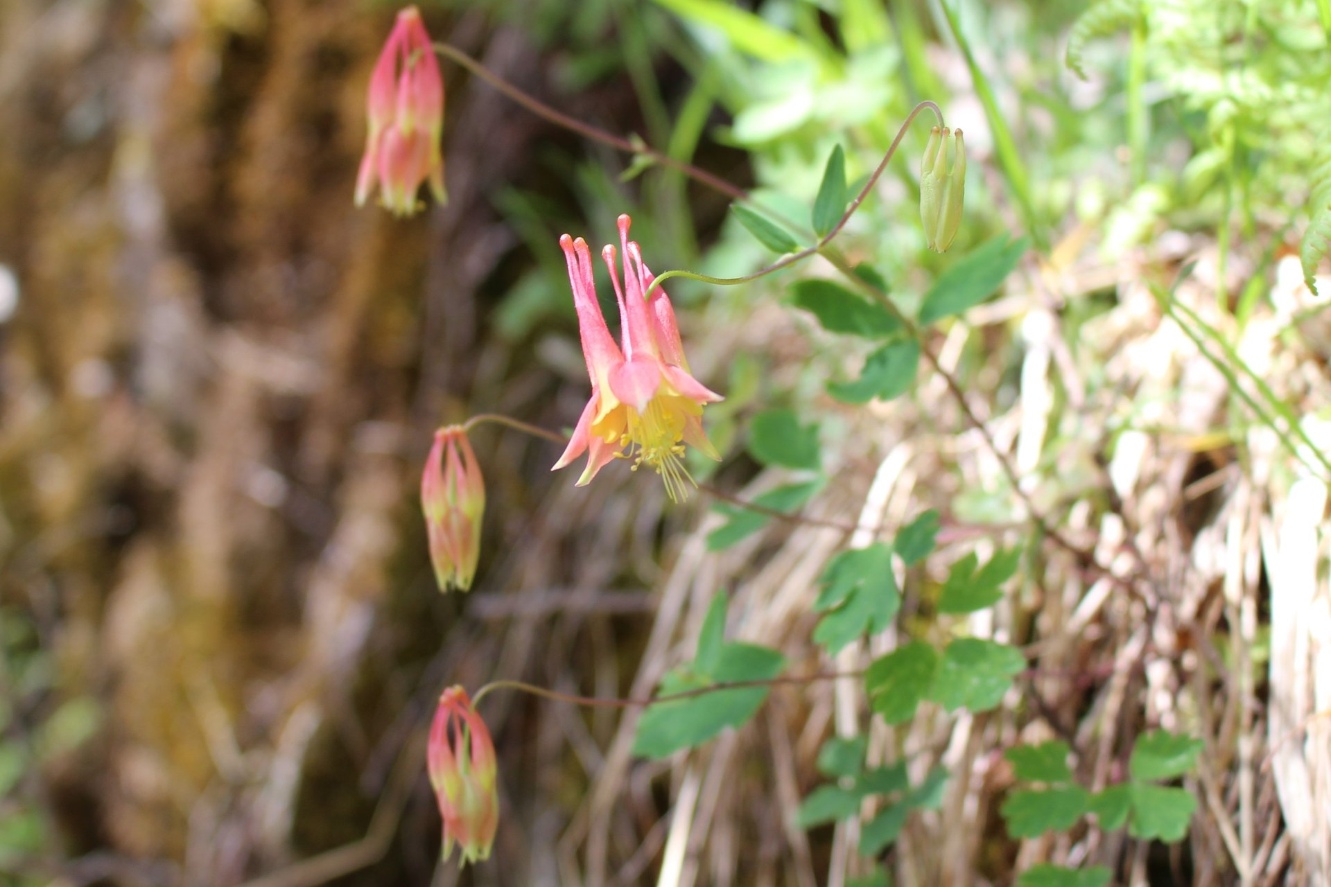 Pink drooping flower