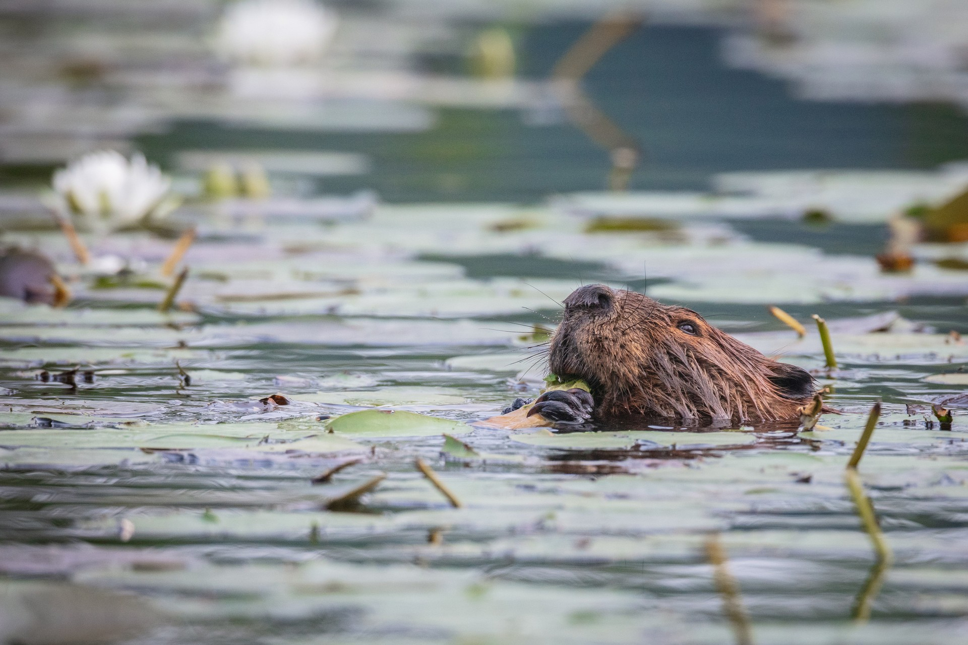 beavers head above water