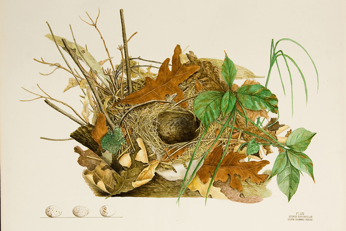 detailed drawing of an ovenbird nest