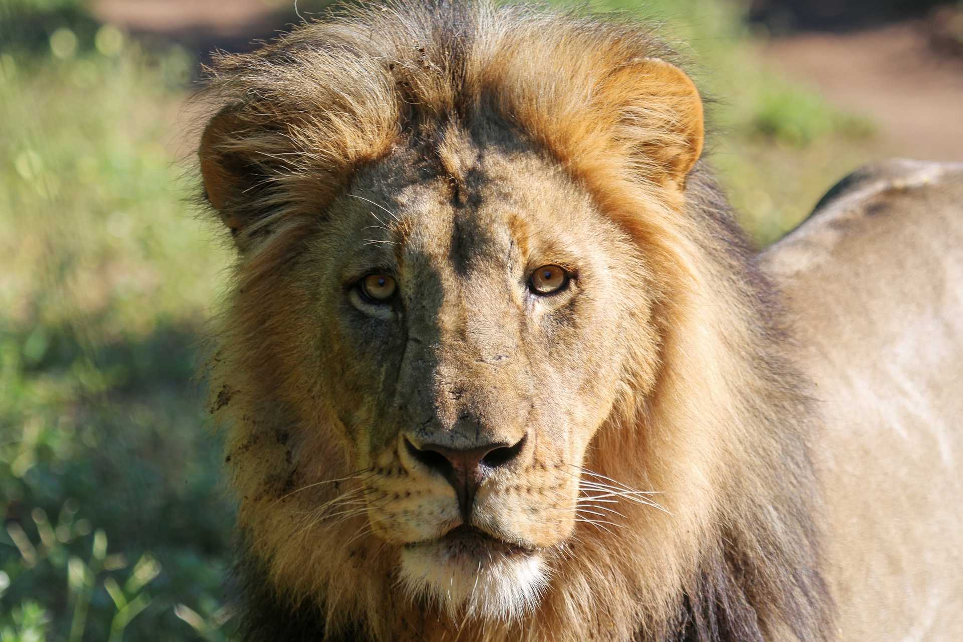 Photograph of a lion gazing directly at the camera