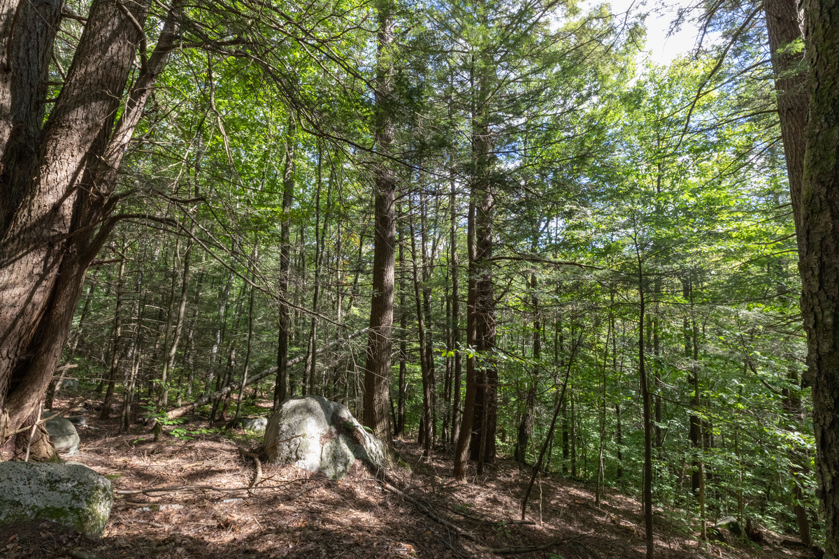 A large boulder in the forest floor.