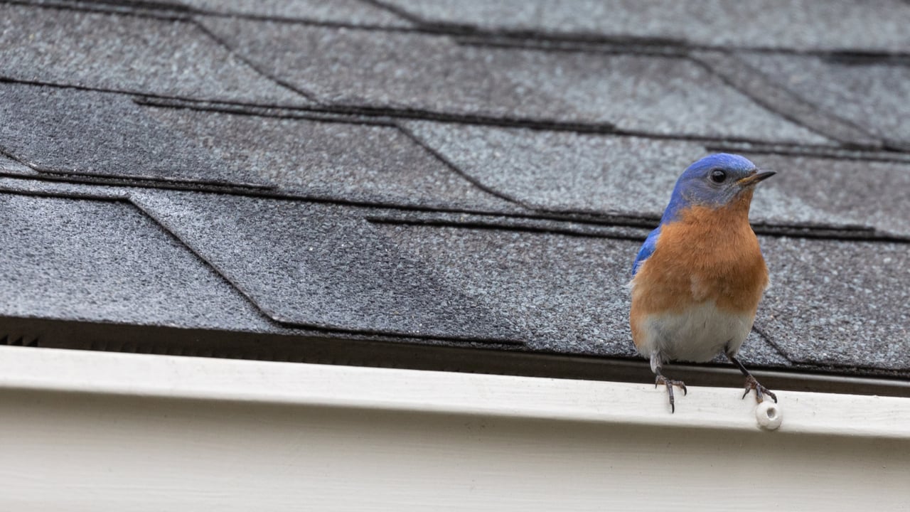 eastern bluebird on house gutter