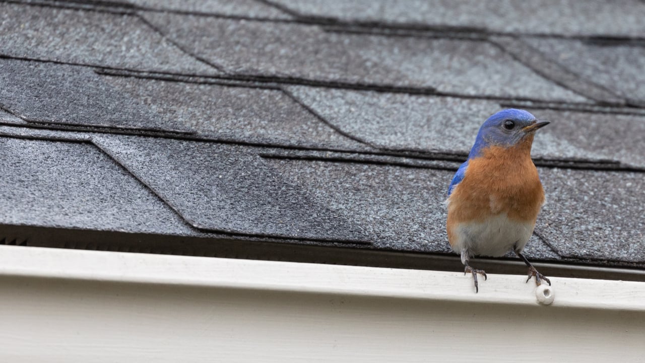 How to Stop Birds Attacking Windows (Why Do Robins Knock on Glass