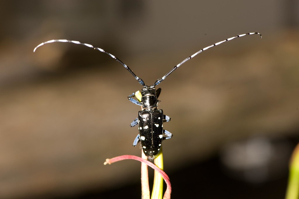 Asian Long-horned Beetle