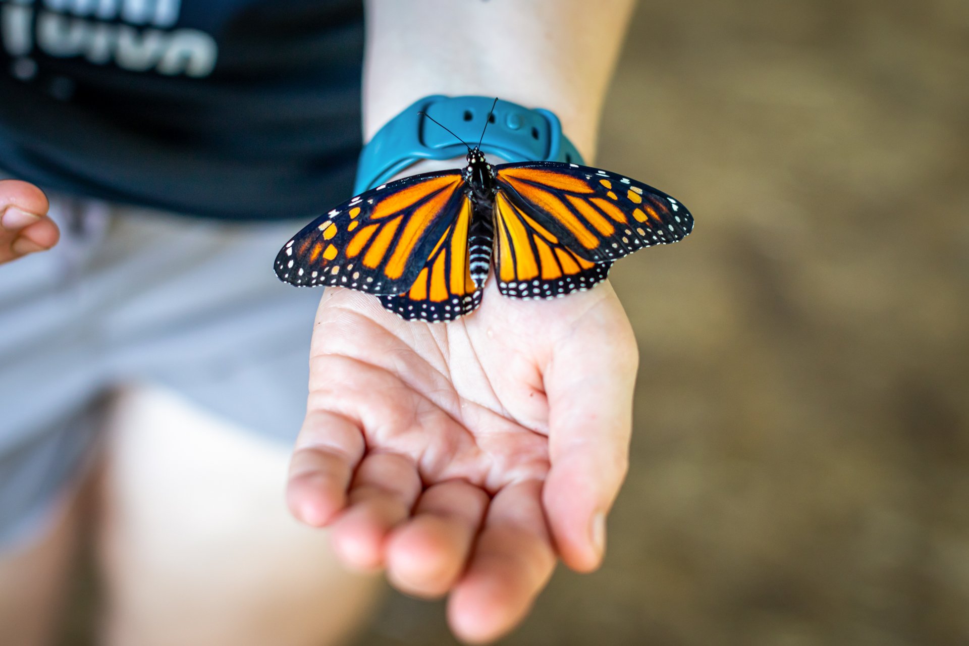 Close-up of a Monarch butterfly resting on a child's hand at Arcadia Nature Camp