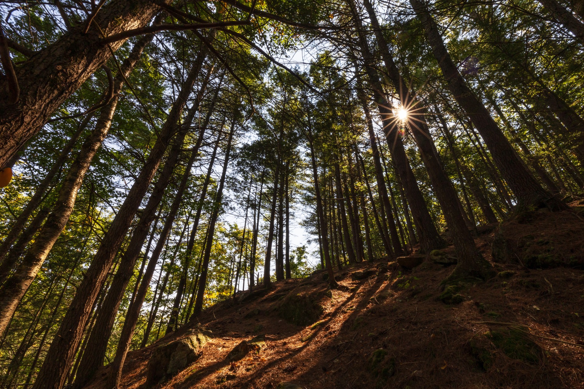 View looking up into tall trees