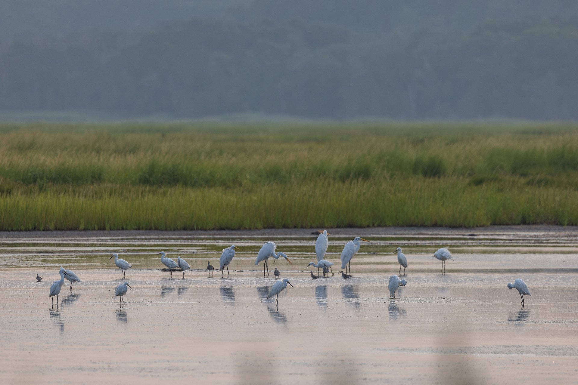 A flock of long-legged birds standing in a marsh