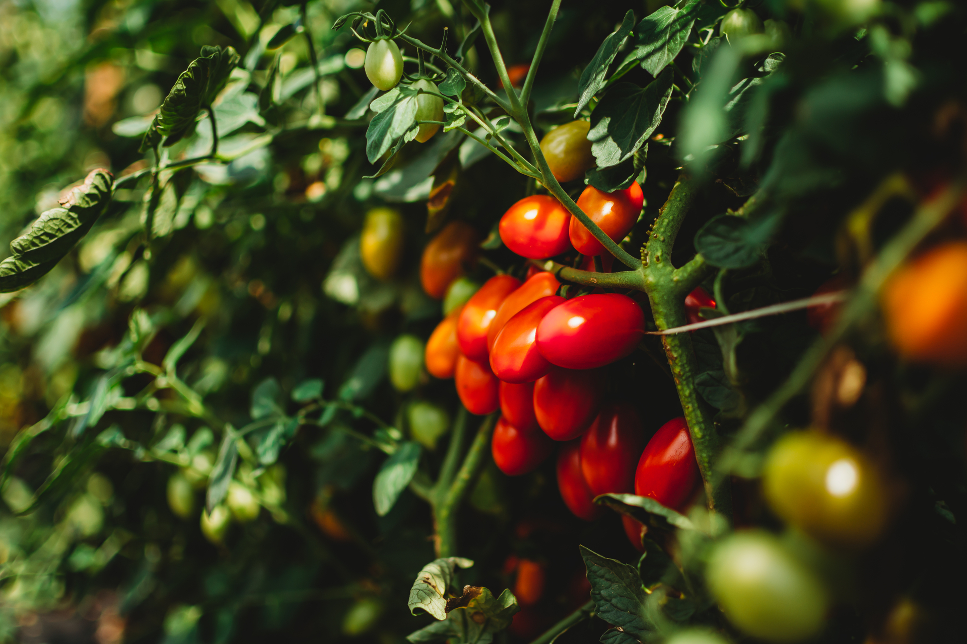 Bright red tomatoes growing