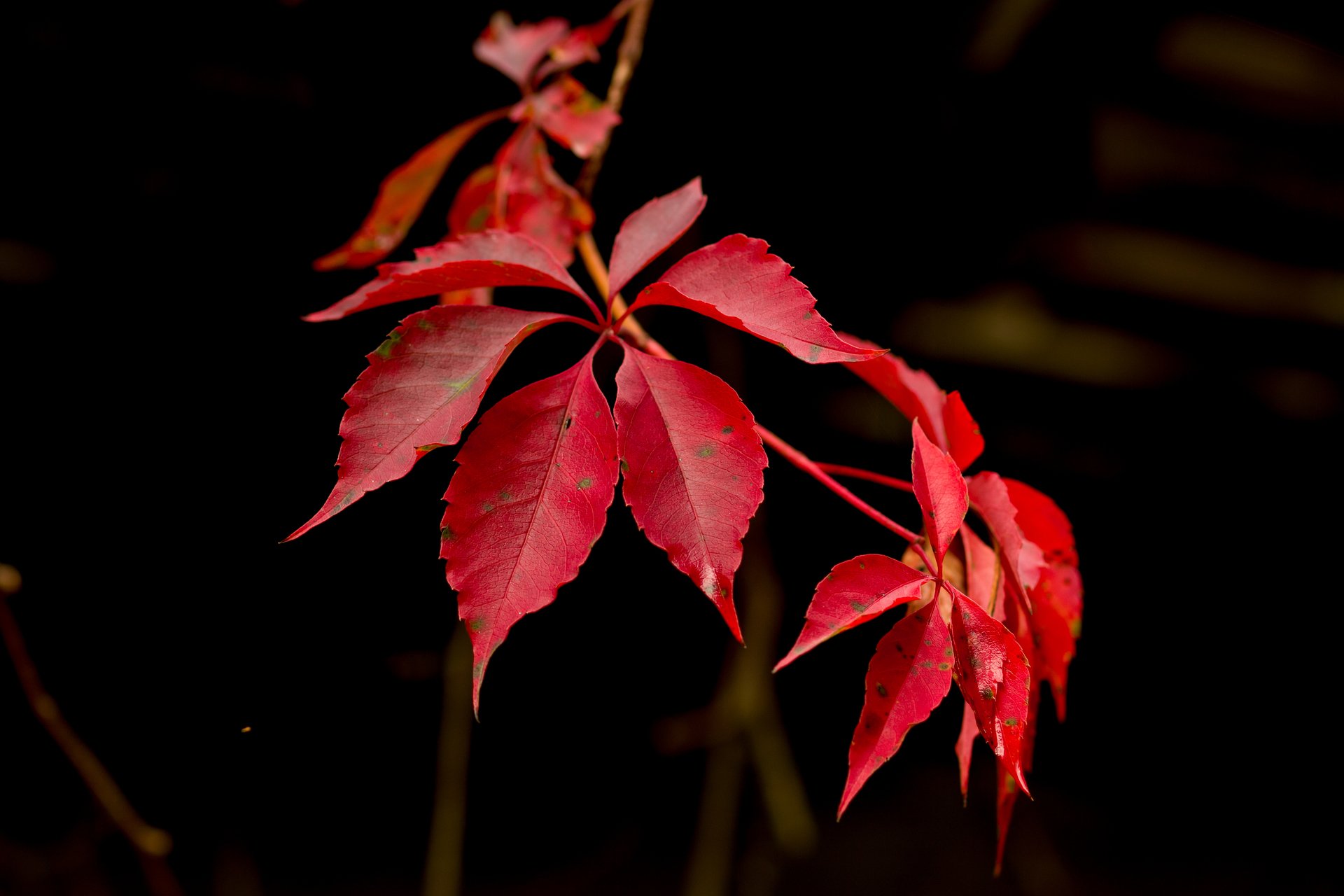 Red plant with black background