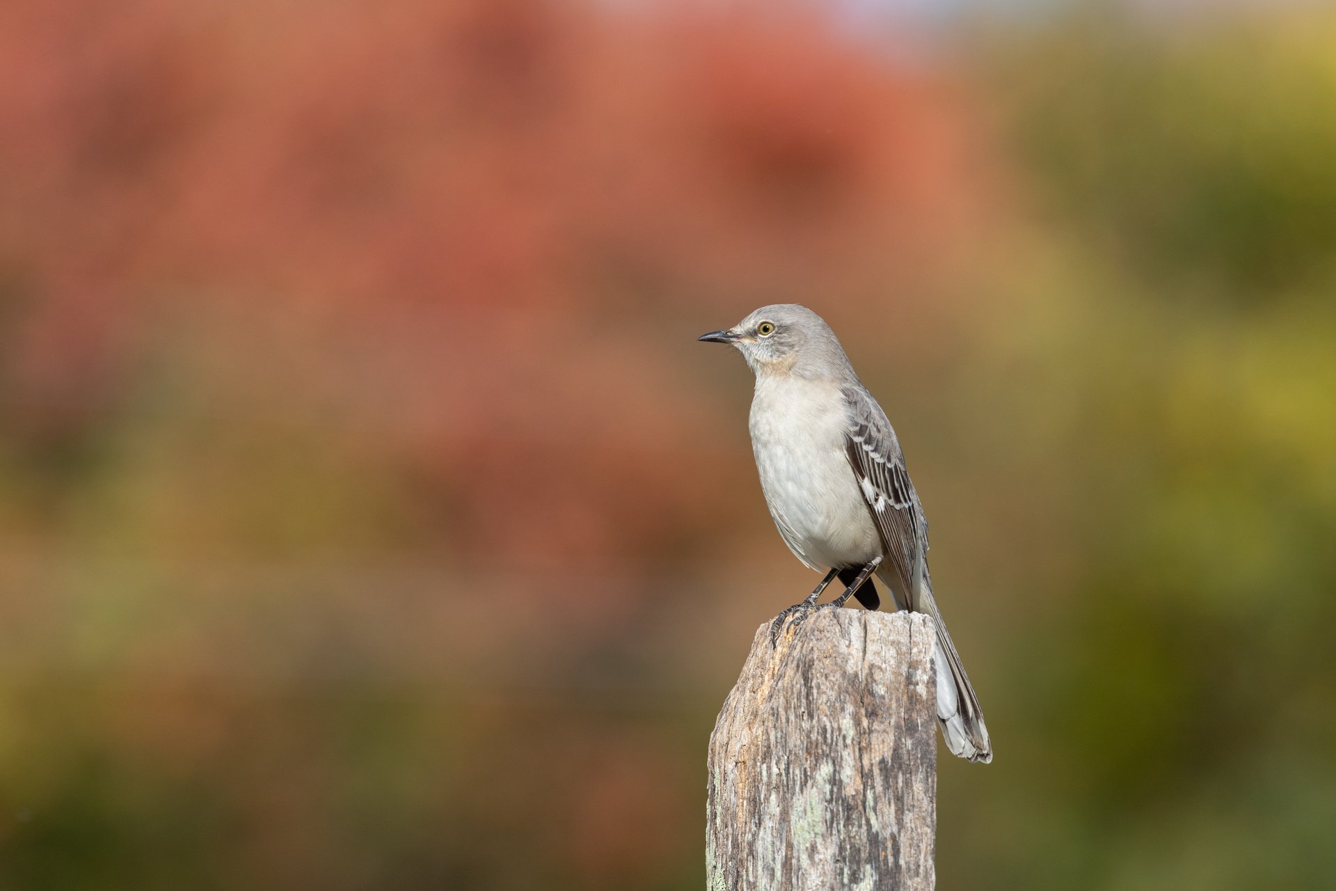 Northern Mockingbird at Daniel Webster