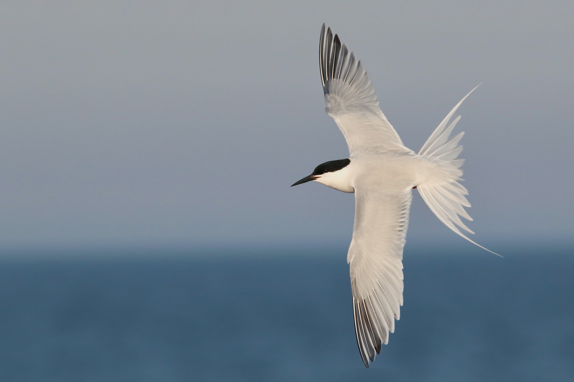 Large white bird flying through sky