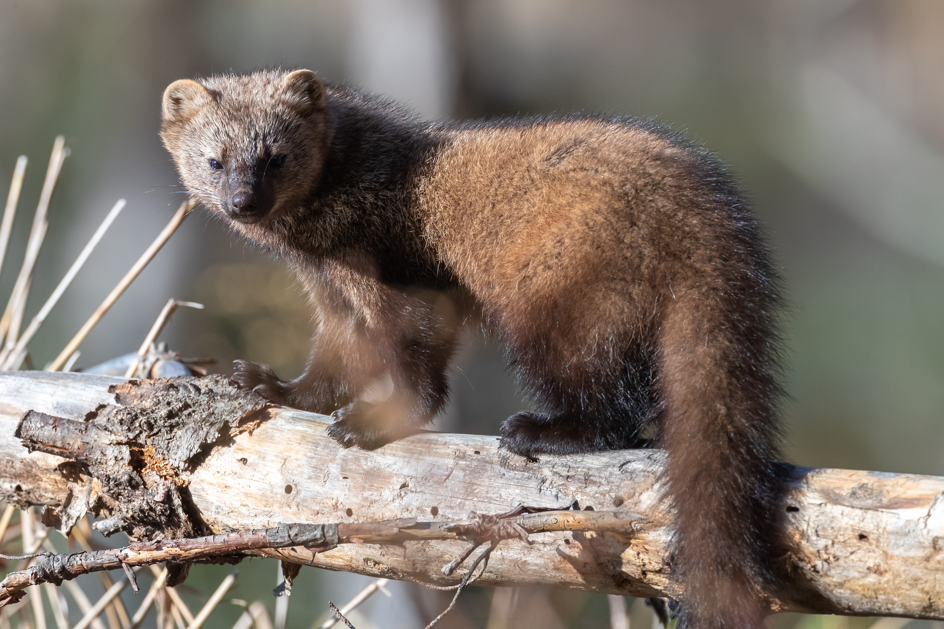 A fisher with a long tail standing on a dead log.