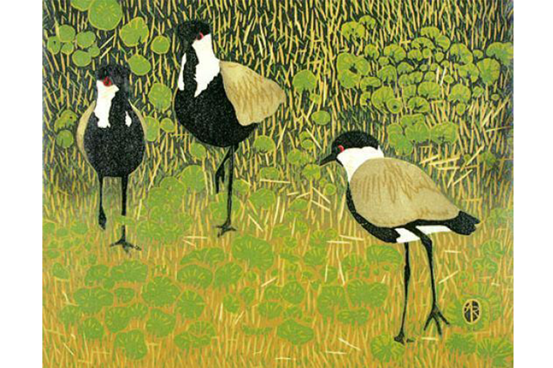 Spurwinged lapwing by Andrea Rich