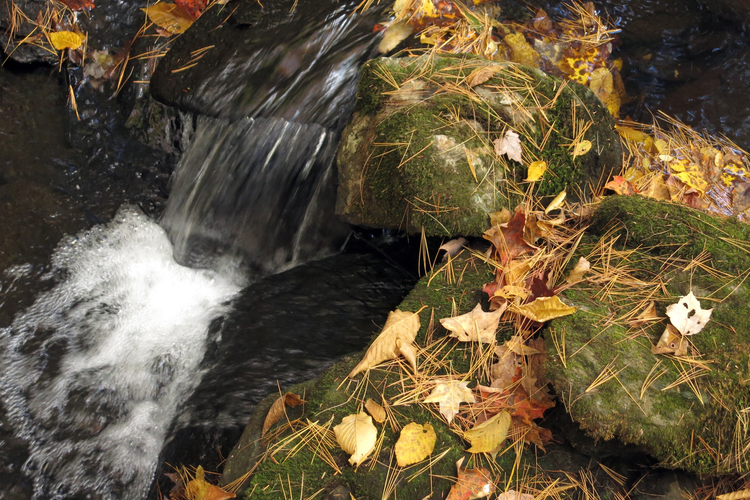 Orange and yellow leaves and pine needles scattered across rocks next to a small waterfall.