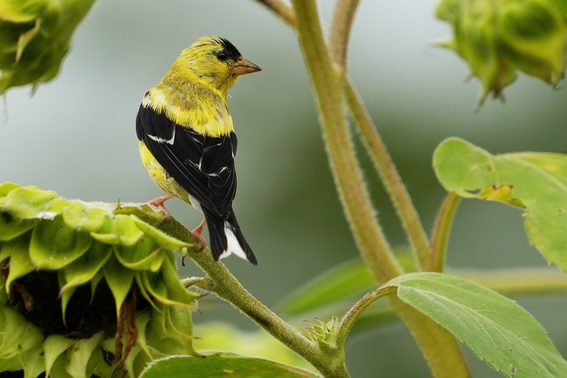 Bright black and yellow present on male american goldfinch perched on a sunflower