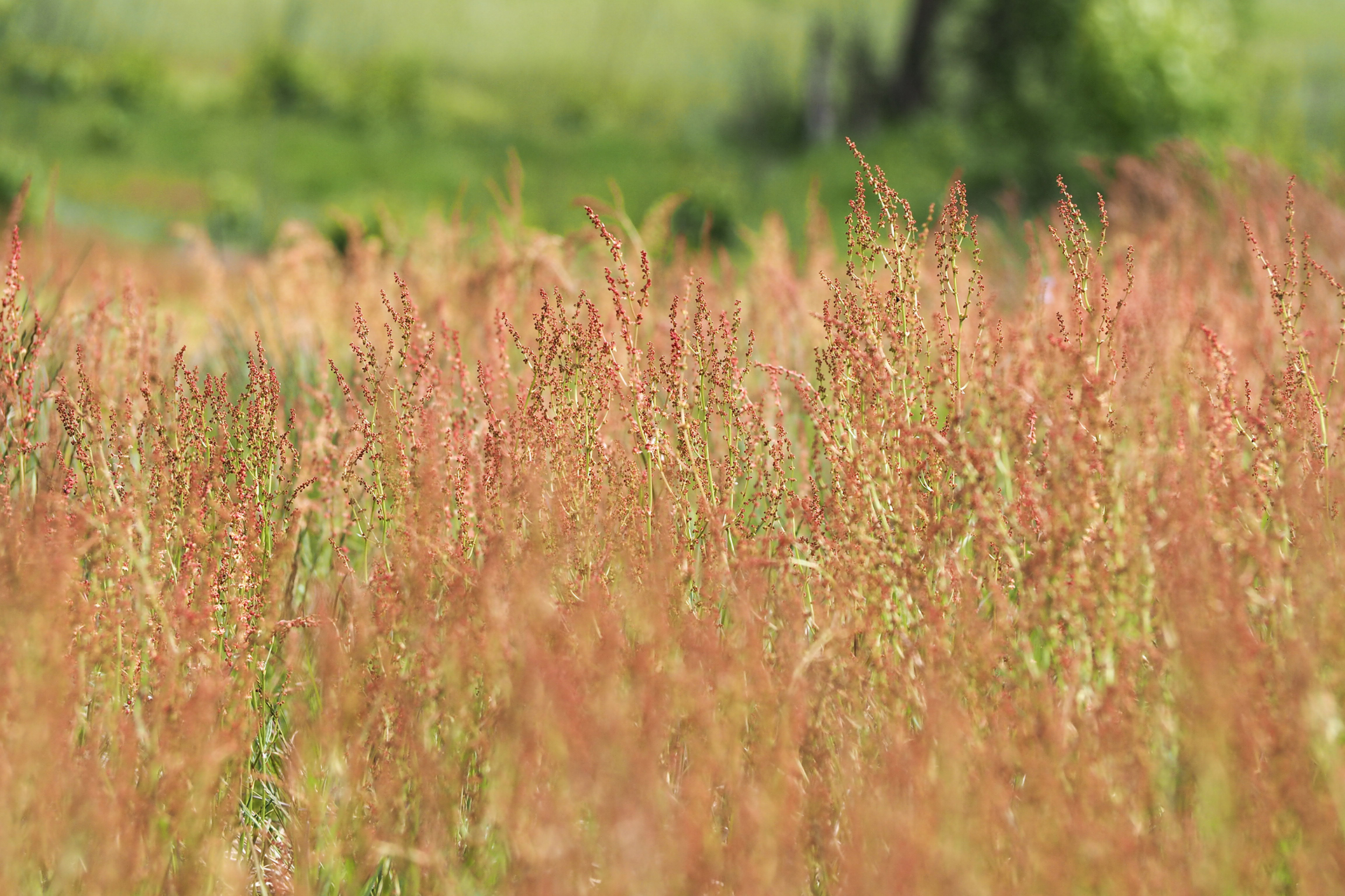 Long grass with red buds against a green field in the distance