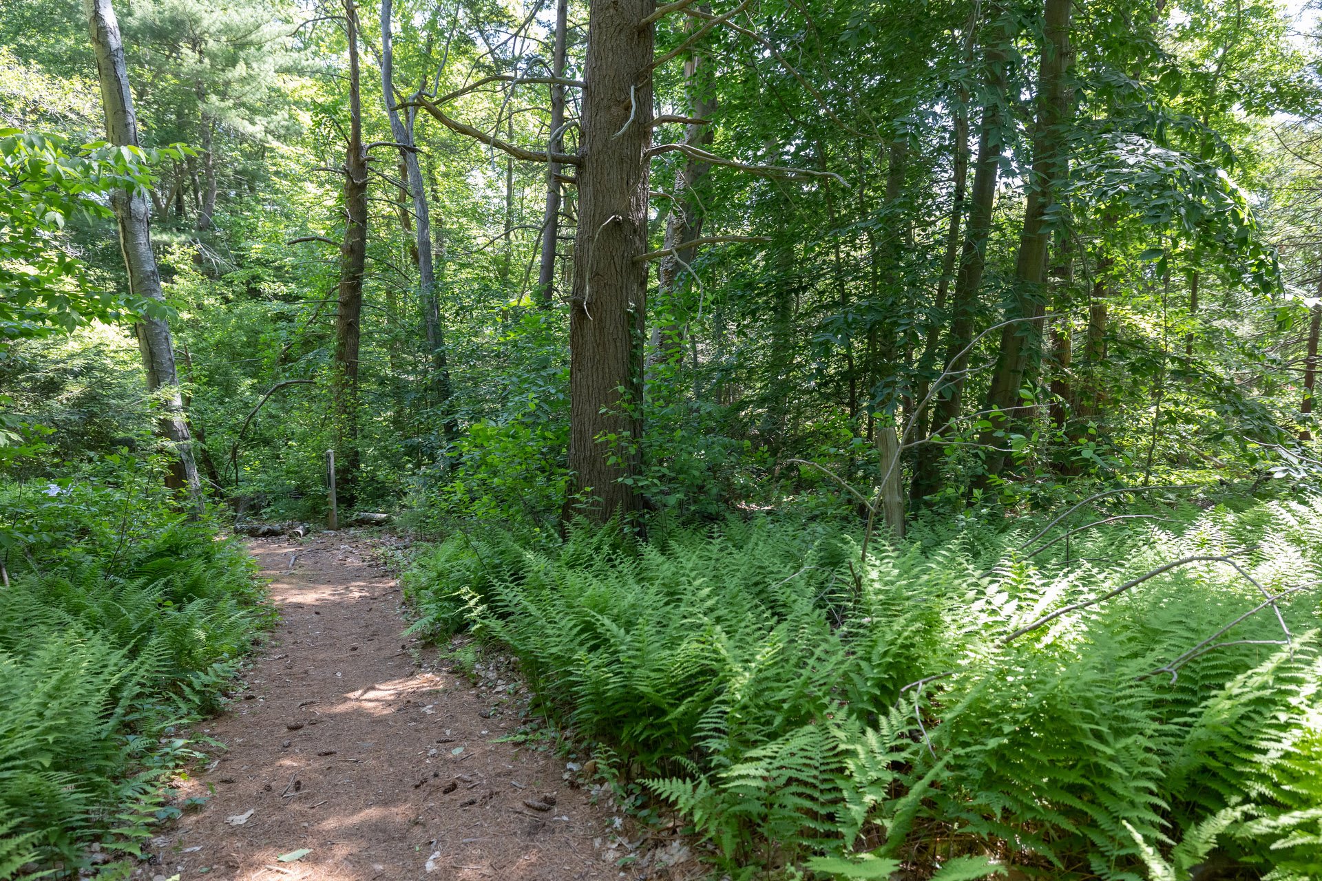 A dirt pathway leasing into a thick, green forest. Both sides of the trail are covered by tall, green ferns.