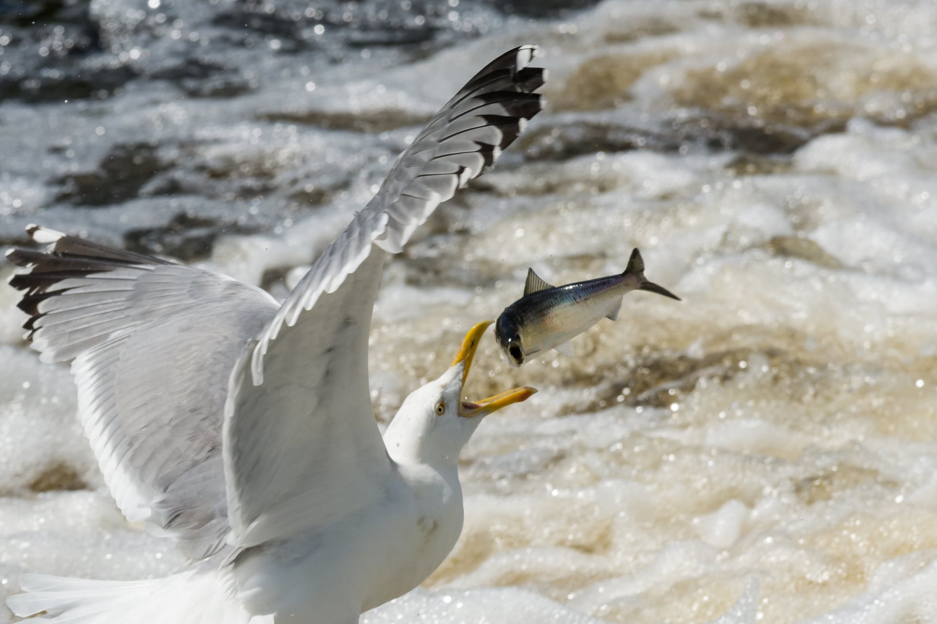 fish looking shocked as gull catches them