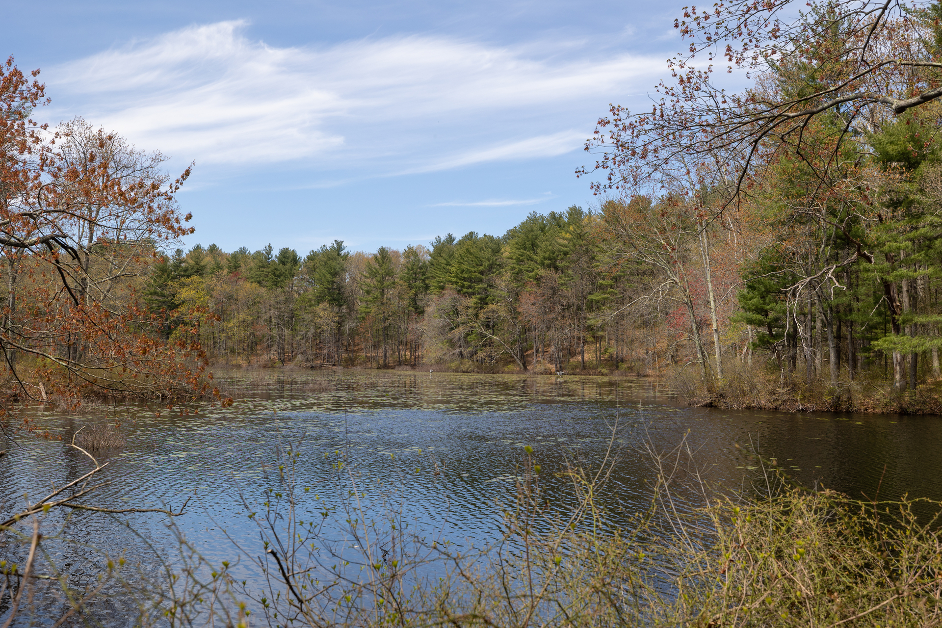 A pond with scattered Lily Pads. Bare trees and pine trees line the edges of the bank.