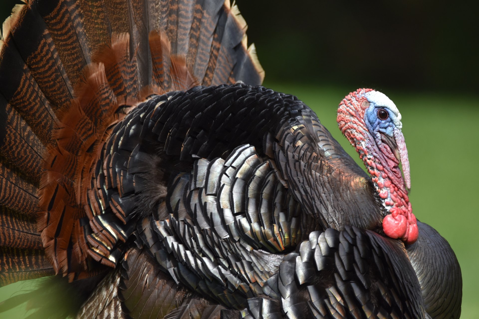 Wild Turkey close up