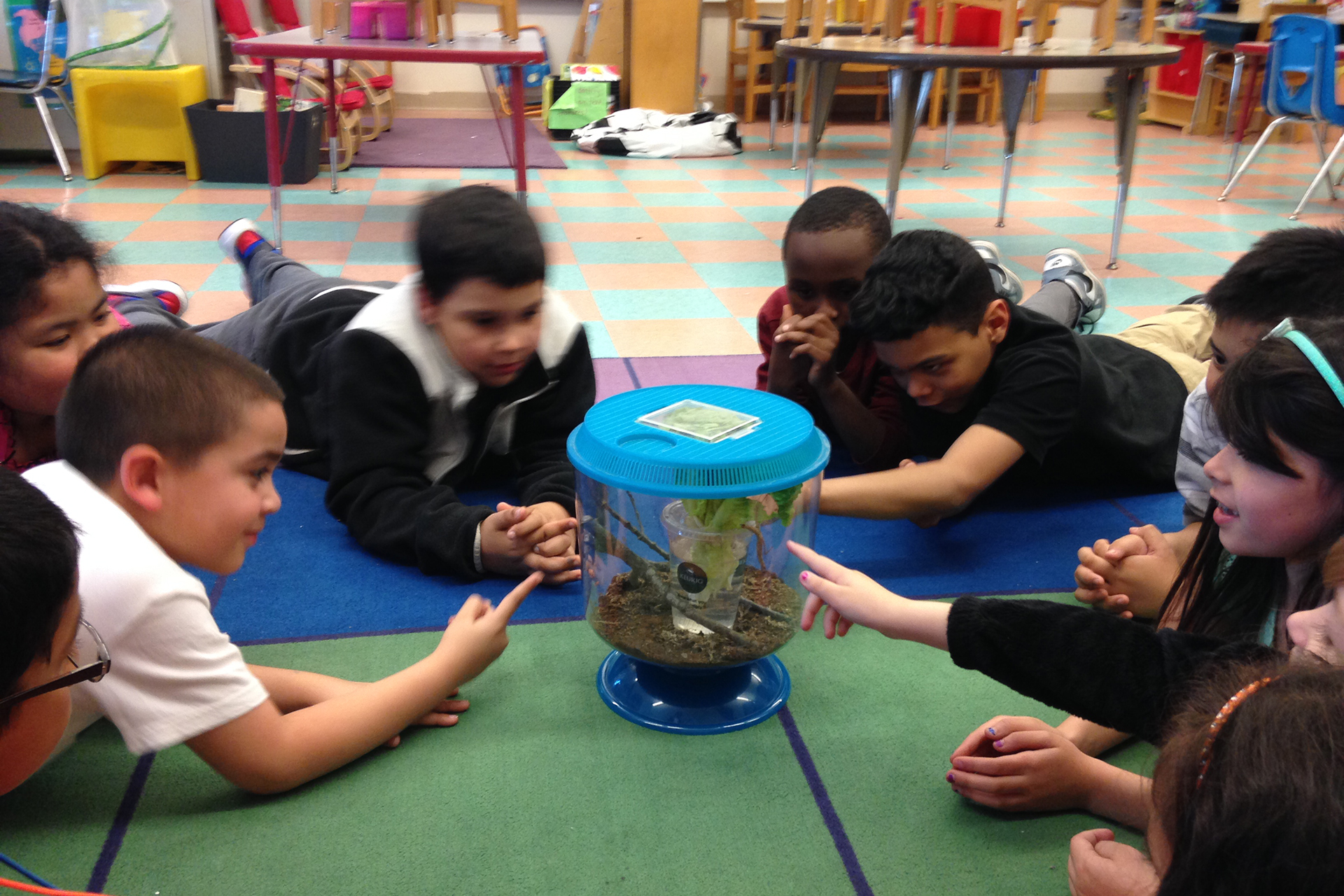students laying on a rug in a circle looking at a container with insects in it