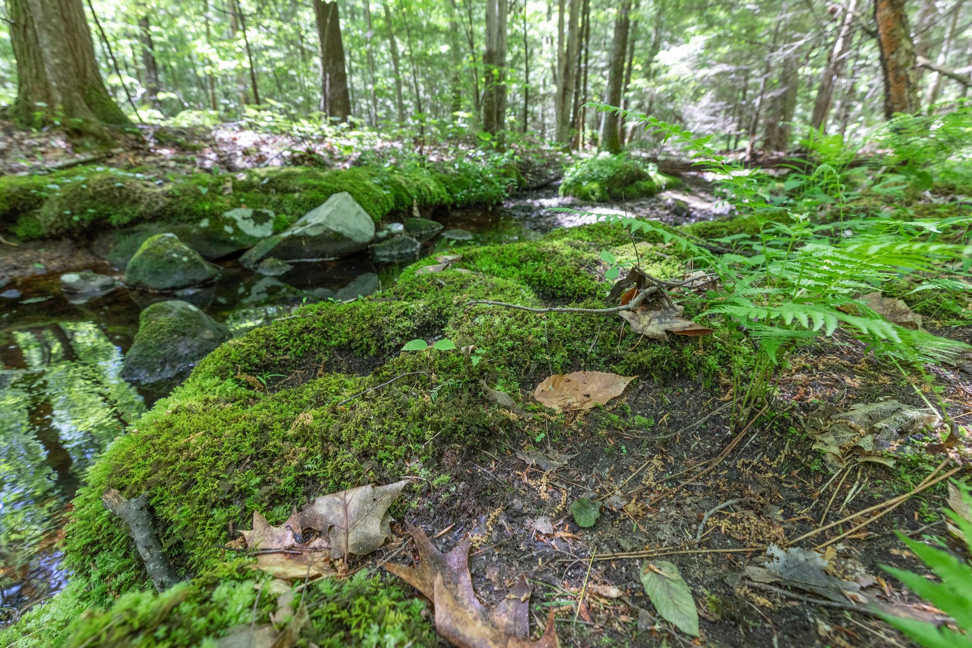 Green moss on the banks of a rocky stream.